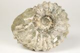 Bumpy Ammonite (Douvilleiceras) Fossil - Madagascar #205063-1